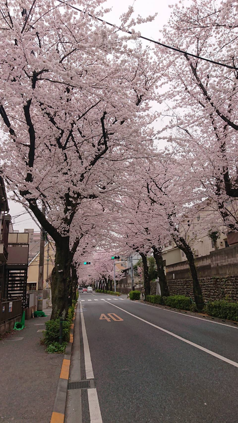 事業所前の千歳通りに咲く桜並木